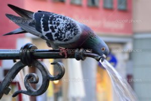 Pigeon drinking water on a hot summer day